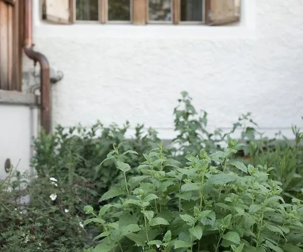 Otel Alpengasthof Crusch Alba Ed Alvetern, S-charl Scuol