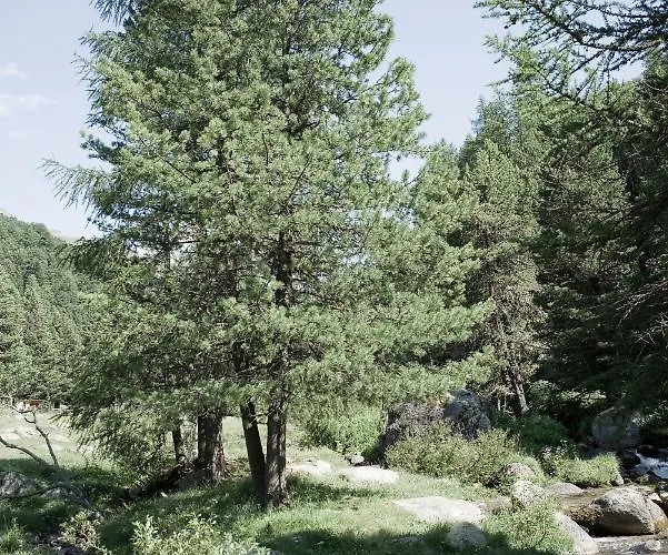 Hotel Alpengasthof Crusch Alba Ed Alvetern, S-charl Scuol